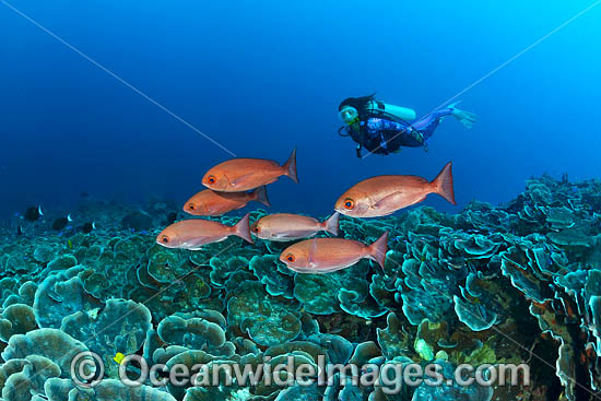 Diver observing a school of Pinjalo Snapper (Pinjalo lewisi) on a coral reef. Kimbe Bay, Papua New Guinea. Photo - Gary Bell
