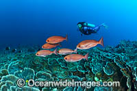 Pinjalo Snapper and Diver Photo - Gary Bell