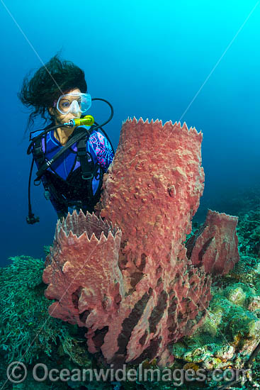 Diver and Giant Barrel Sponge photo Diver and Giant Barrel Sponge photo