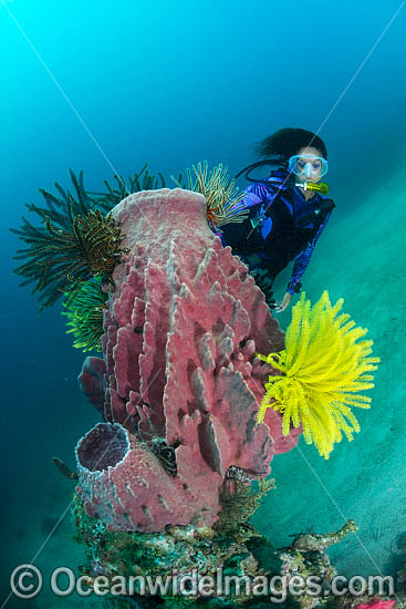Diver Sponge and Crinoid photo
