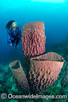 Diver and Giant Barrel Sponge Photo - Gary Bell