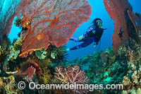 Diver and coral reef Photo - Gary Bell