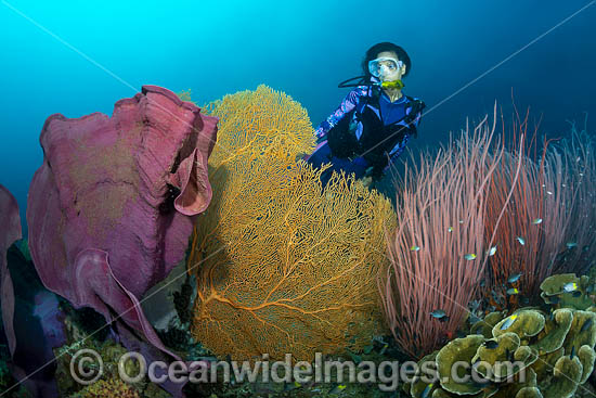 Diver and coral reef photo