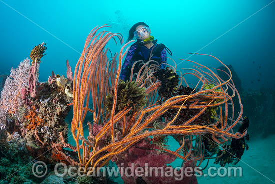 Diver and coral reef photo