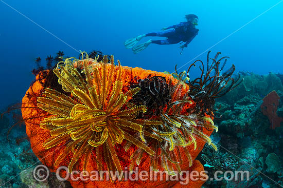 Diver and Sea sponge photo
