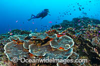 Diver and coral reef Photo - Gary Bell