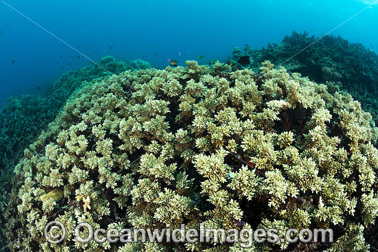 Hard Coral (possibly Acropora elseyi). Kimbe bay, Papua New Guinea. Photo - Gary Bell