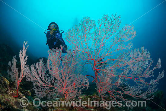 Diver observing a large Gorgonia Coral. Kimbe Bay, Papua New Guinea. Photo - Gary Bell