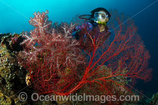 Diver with Fan Coral and Sponge photo