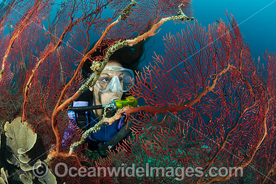 Diver and Fan Coral photo