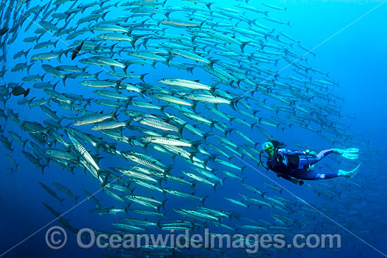 Schooling Chevron Barracuda photo Schooling Chevron Barracuda photo