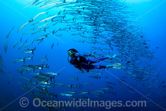Schooling Chevron Barracuda (Sphyraena qenie). Kimbe Bay, Papua New Guinea. Photo - Gary Bell
