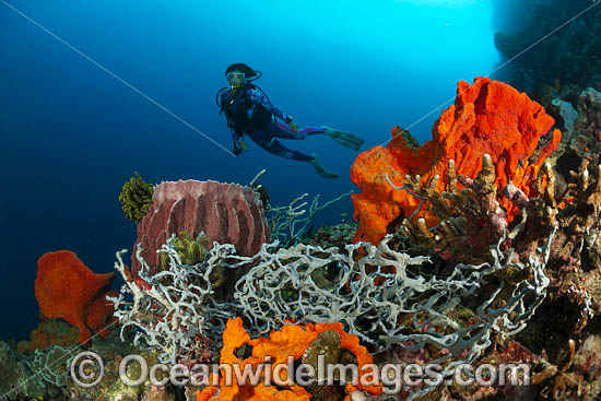 Diver and Barrel Sponge photo