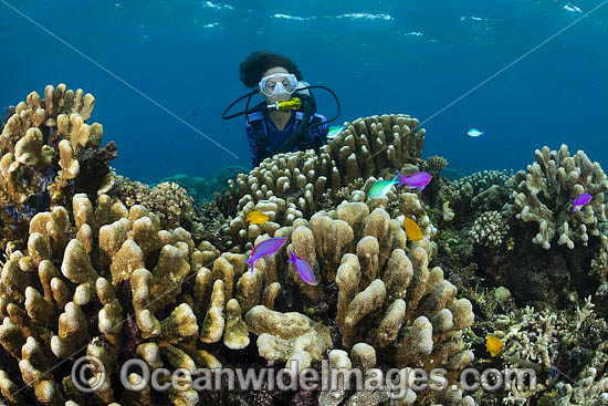 Diver Fish and Coral photo