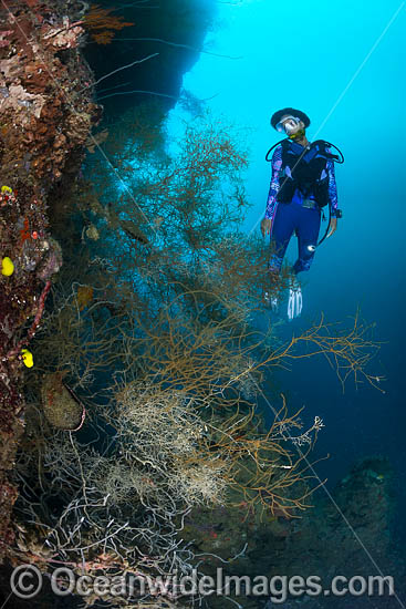 Diver and Black Coral photo