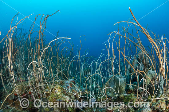 Whip Coral photo