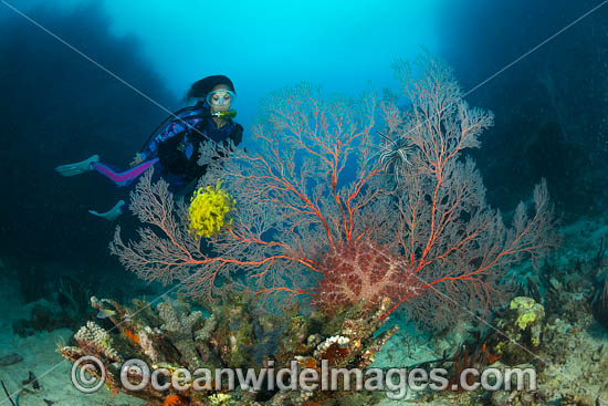 Scuba Diver and Reef photo Scuba Diver and Reef photo