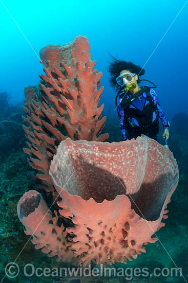 Diver Barrel Sponge and Crinoids photo