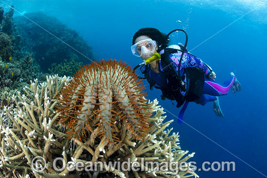 Crown-of-thorns Starfish photo