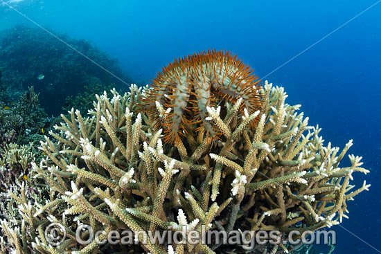 Crown-of-thorns Starfish photo