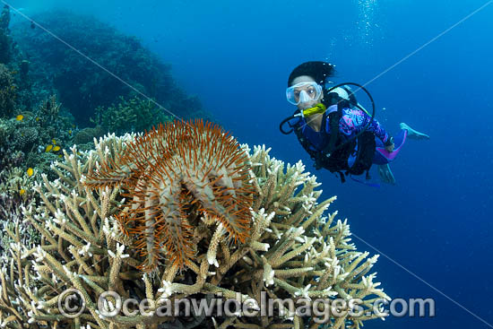 Diver observing a Crown-of-thorns Starfish (Acanthaster planci), feeding on Acropora Coral. Kimbe Bay, Papua New Guinea. Photo - Gary Bell