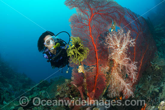 Diver Gorgonians and Whips photo