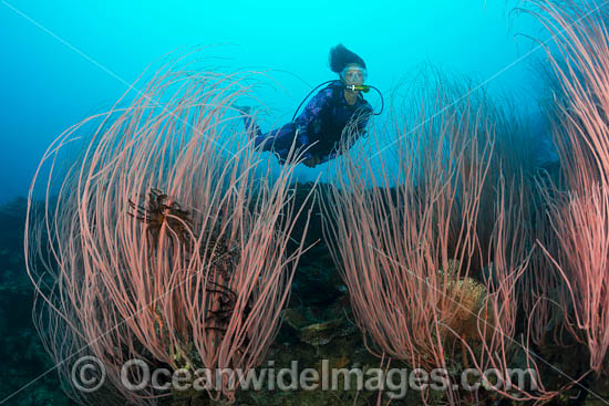 Diver and Whip Coral photo
