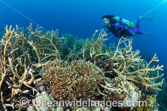 Diver and Anemonefish photo Diver and Anemonefish photo