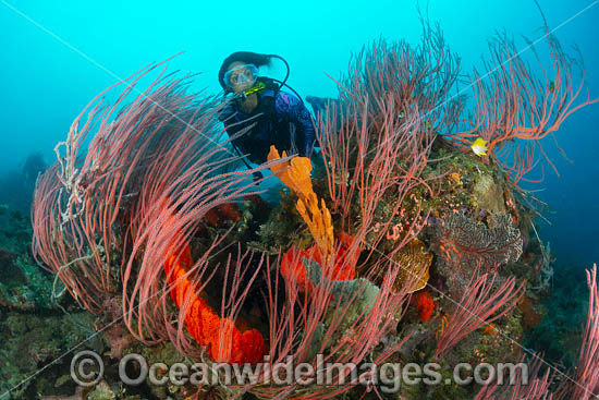 Diver and Whip Coral photo