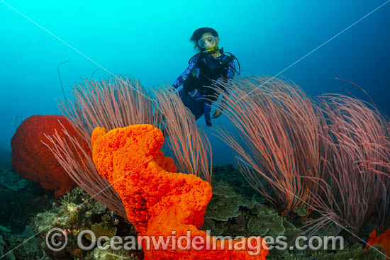 Diver Whips and Sponges photo
