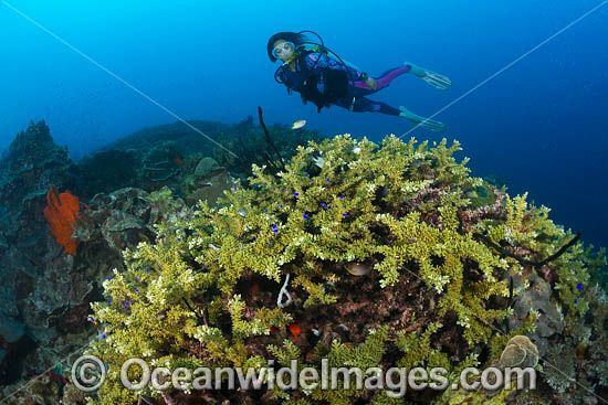 Diver and Coral photo