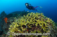 Diver and Coral Photo - Gary Bell