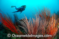 Diver Sea Whips Photo - Gary Bell