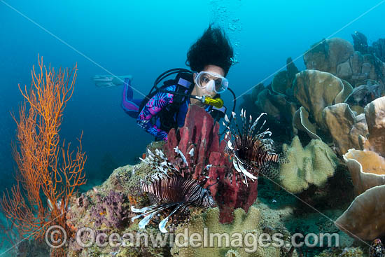 Diver and Whip Coral photo