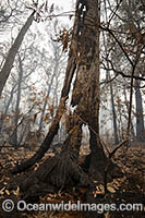 Bushfires Australia Photo - Gary Bell