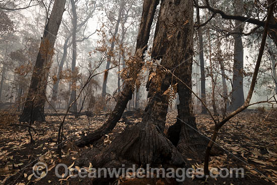 Australian Bushfires photo