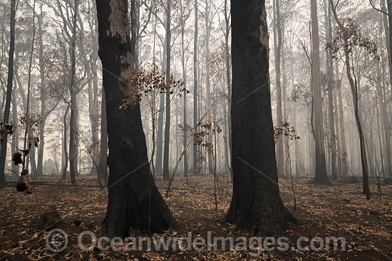 NSW Bushfires Australia photo