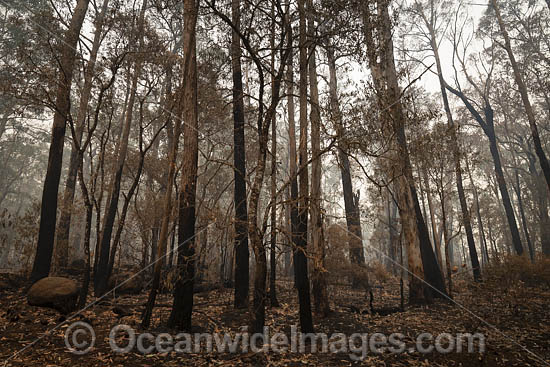Bushfires Australia photo
