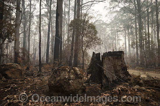 Australian Bushfires photo