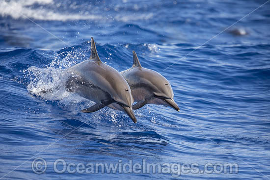 Spinner Dolphins photo