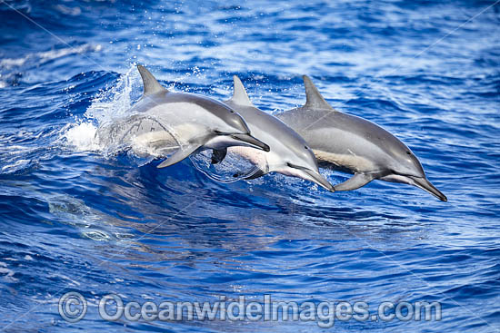 Spinner Dolphin (Stenella longirostris) breaching. Also known as Long-snouted Spinner Dolphin. Found in tropical waters around the world. Photo taken Hawaii, USA Photo - David Fleetham