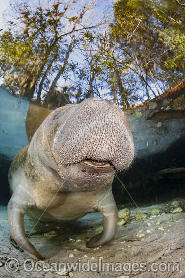 Florida Manatee photo