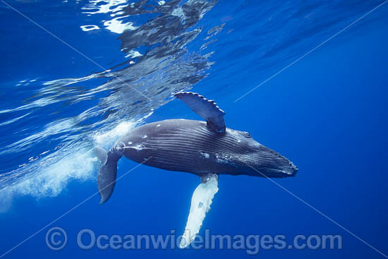 Humpback Whale underwater photo