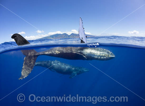 Humpback Whale underwater photo