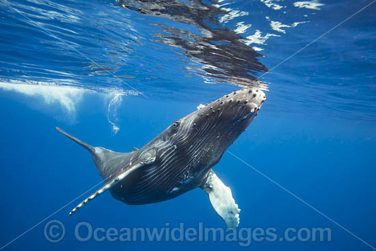 Humpback Whale photo