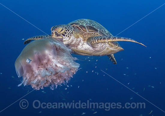 Green Turtle feeding on jellyfish photo