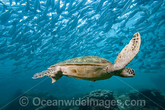 Green Turtle wih schooling jacks photo