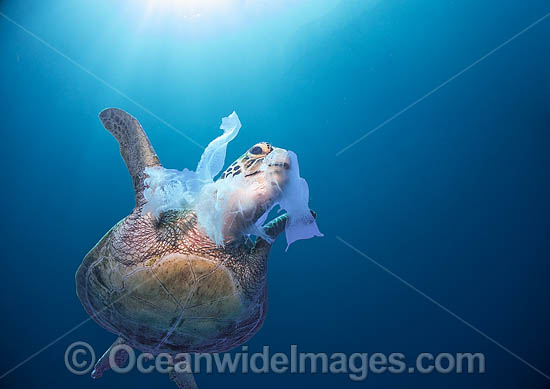 Green Turtle feeding on jellyfish photo