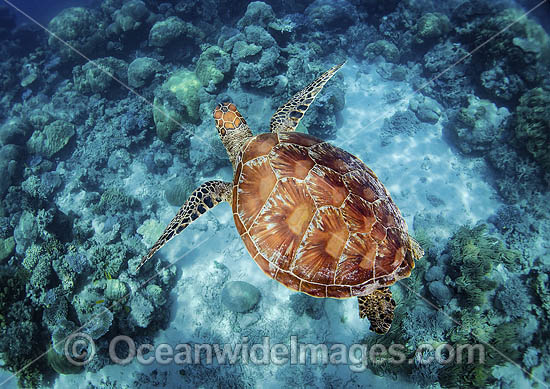 Hawksbill Sea Turtle photo