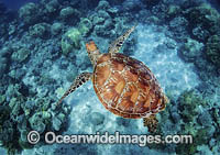 Hawksbill Sea Turtle Photo - David Fleetham